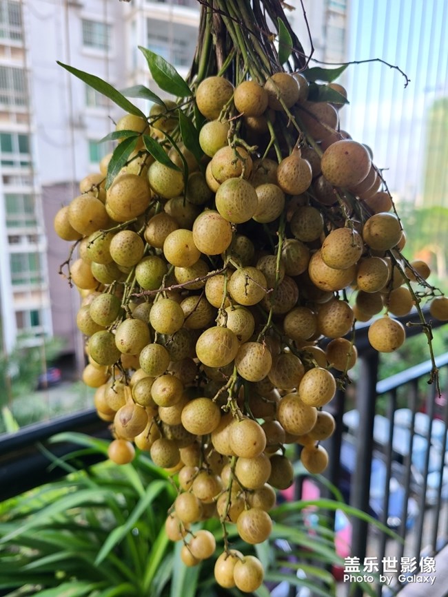 山黄皮腌制