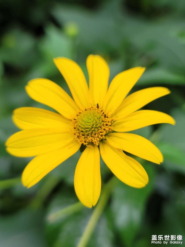 Note20U拍照近焦轮廓模糊