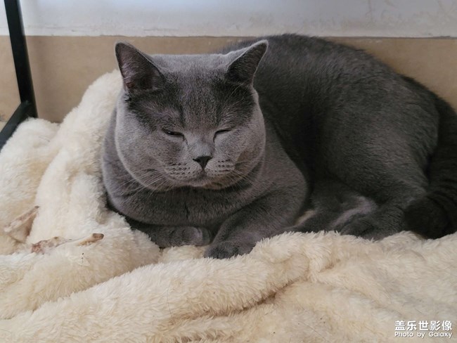 自己的猫，直出