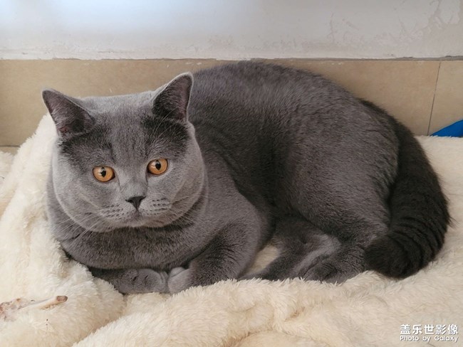 自己的猫，直出