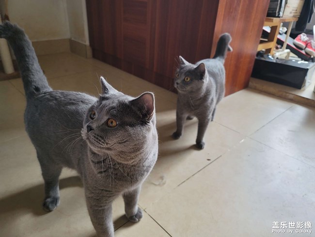 自己的猫，直出