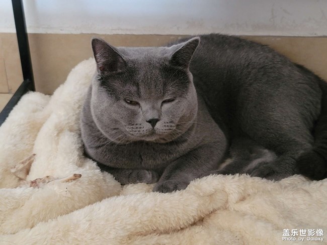 自己的猫，直出