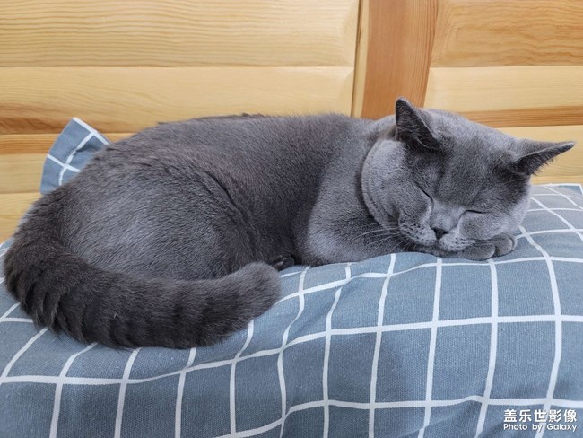 自己的猫，直出