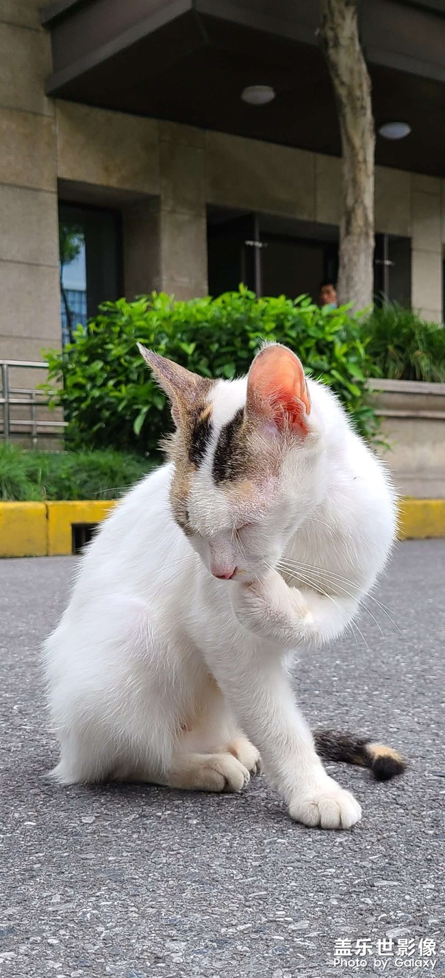 拍的流浪猫