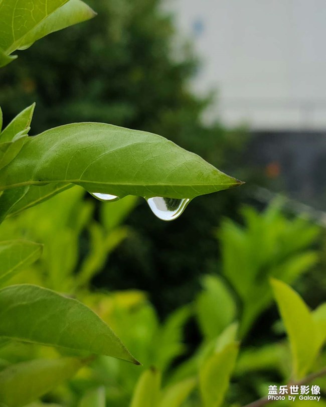 我就觉得对焦好难，大概25cm就找不到焦点