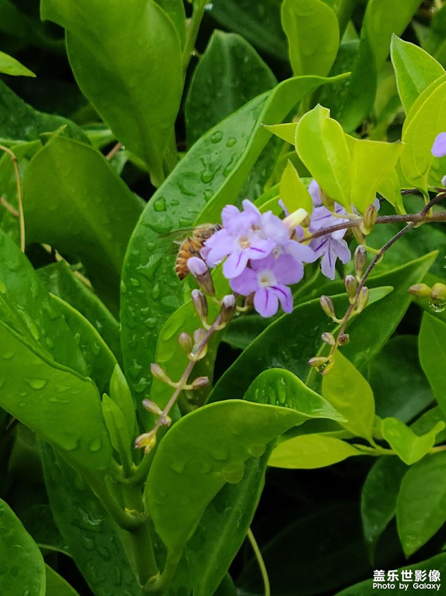 我就觉得对焦好难，大概25cm就找不到焦点