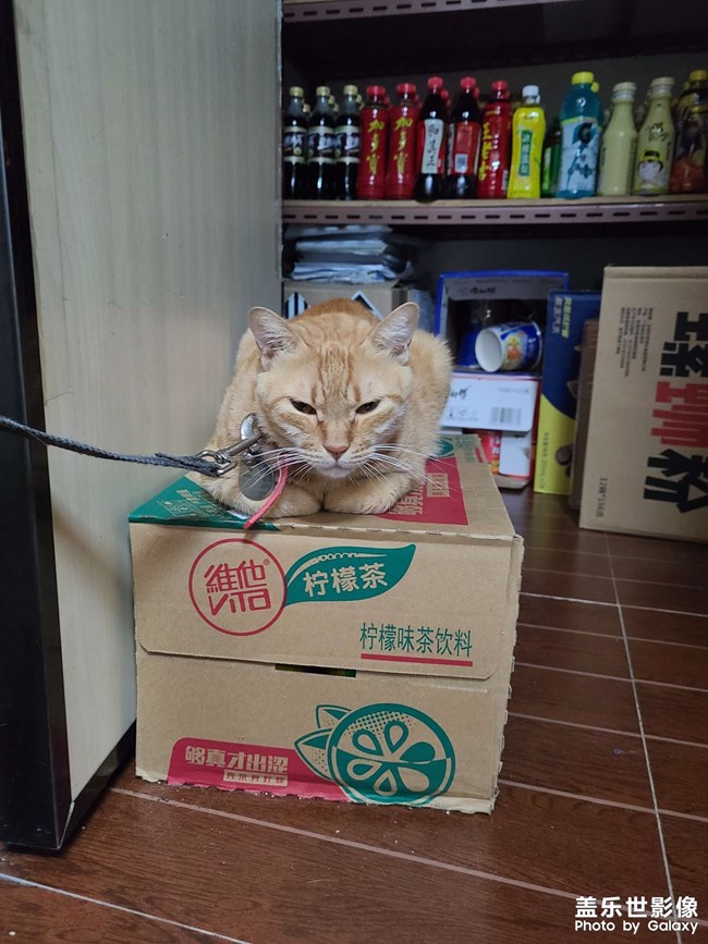 单位楼下的猫