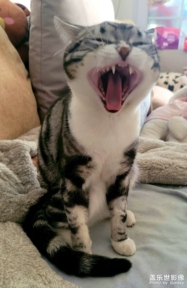 可爱小猫