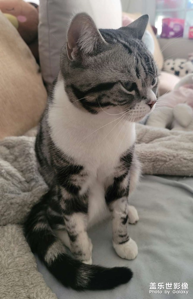 可爱小猫