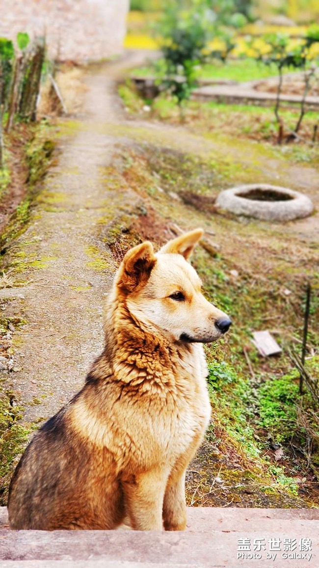 中华田园犬