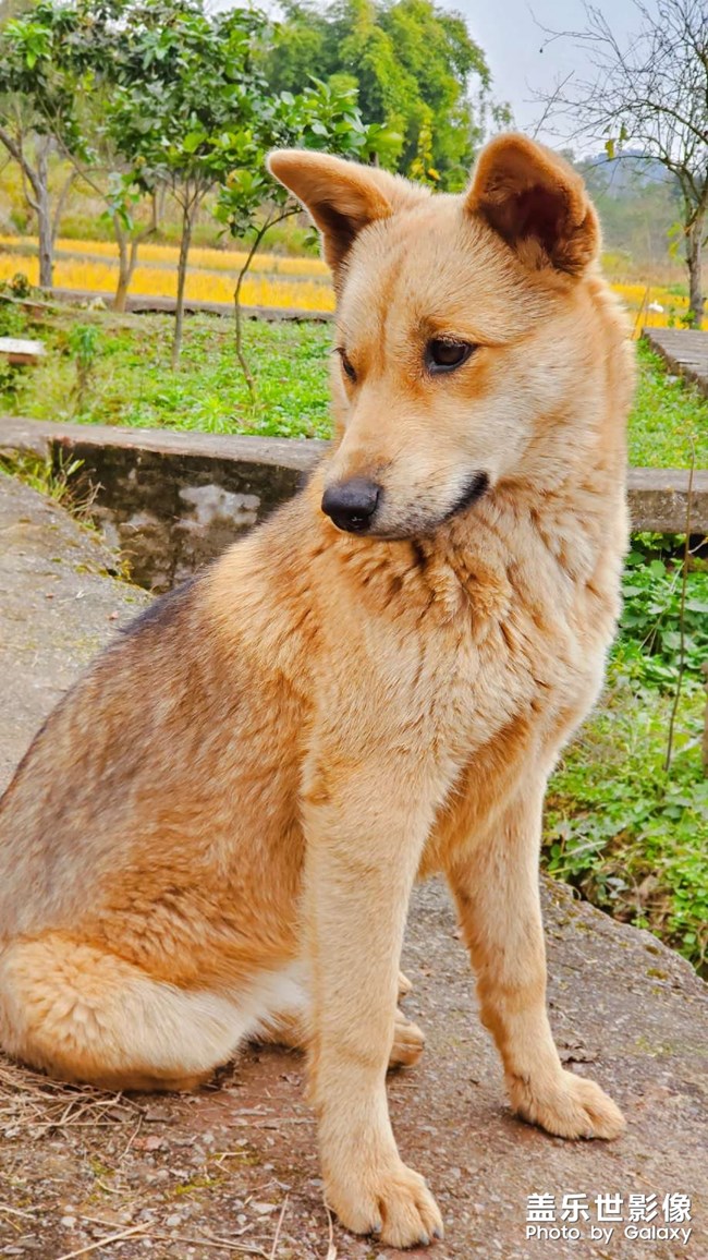 中华田园犬