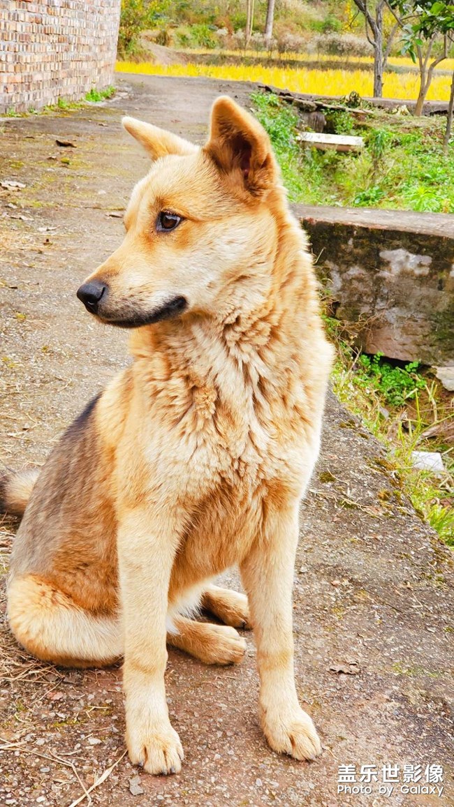 中华田园犬