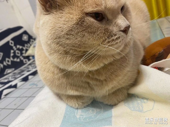 喵喵喵