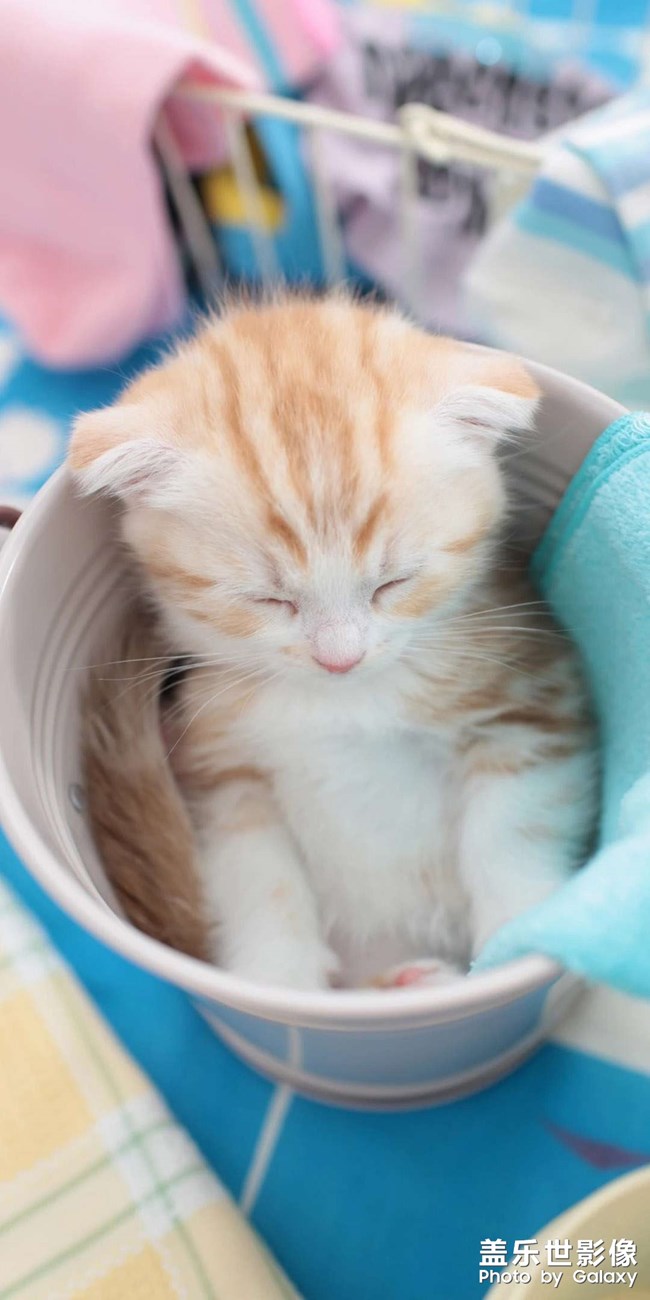 猫咪
