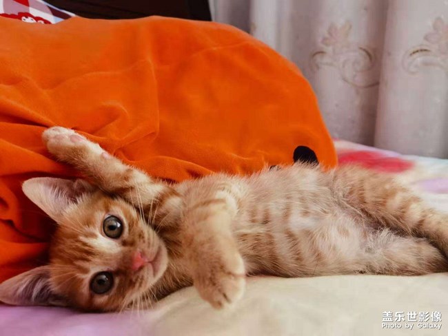 猫咪
