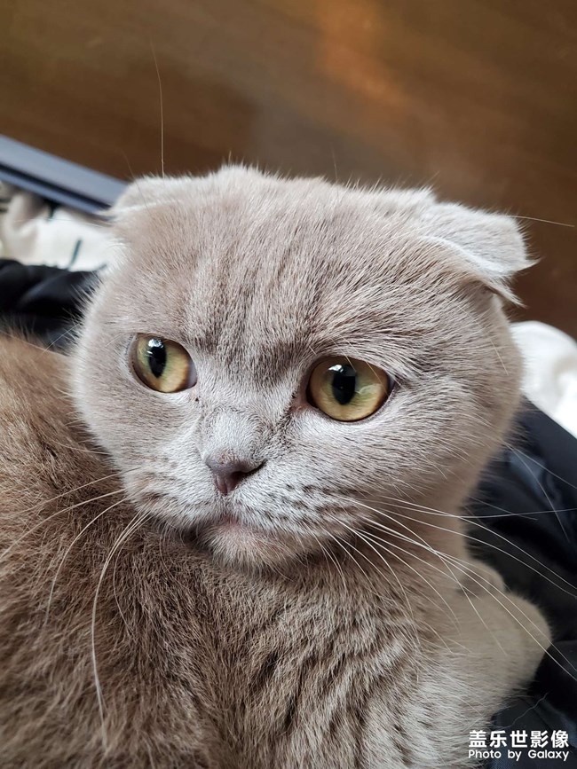 家猫
