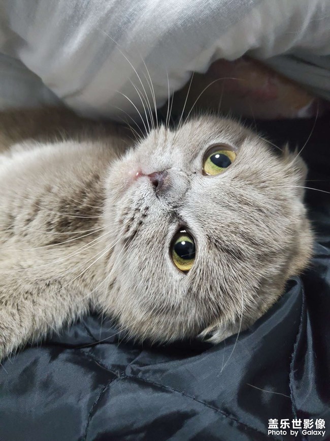 家猫