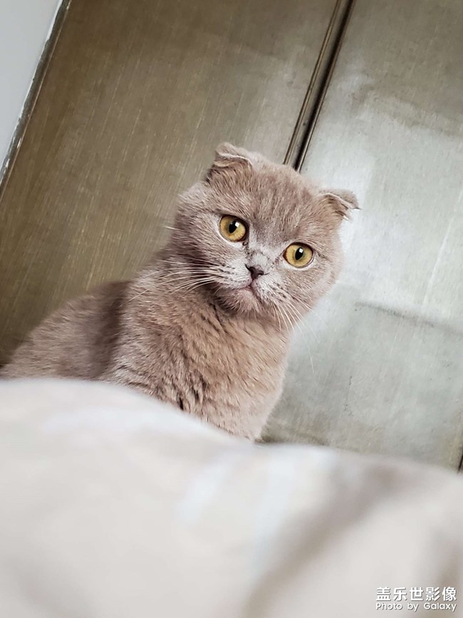 家猫