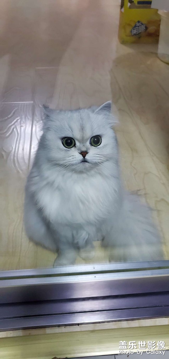等吃的喵主子