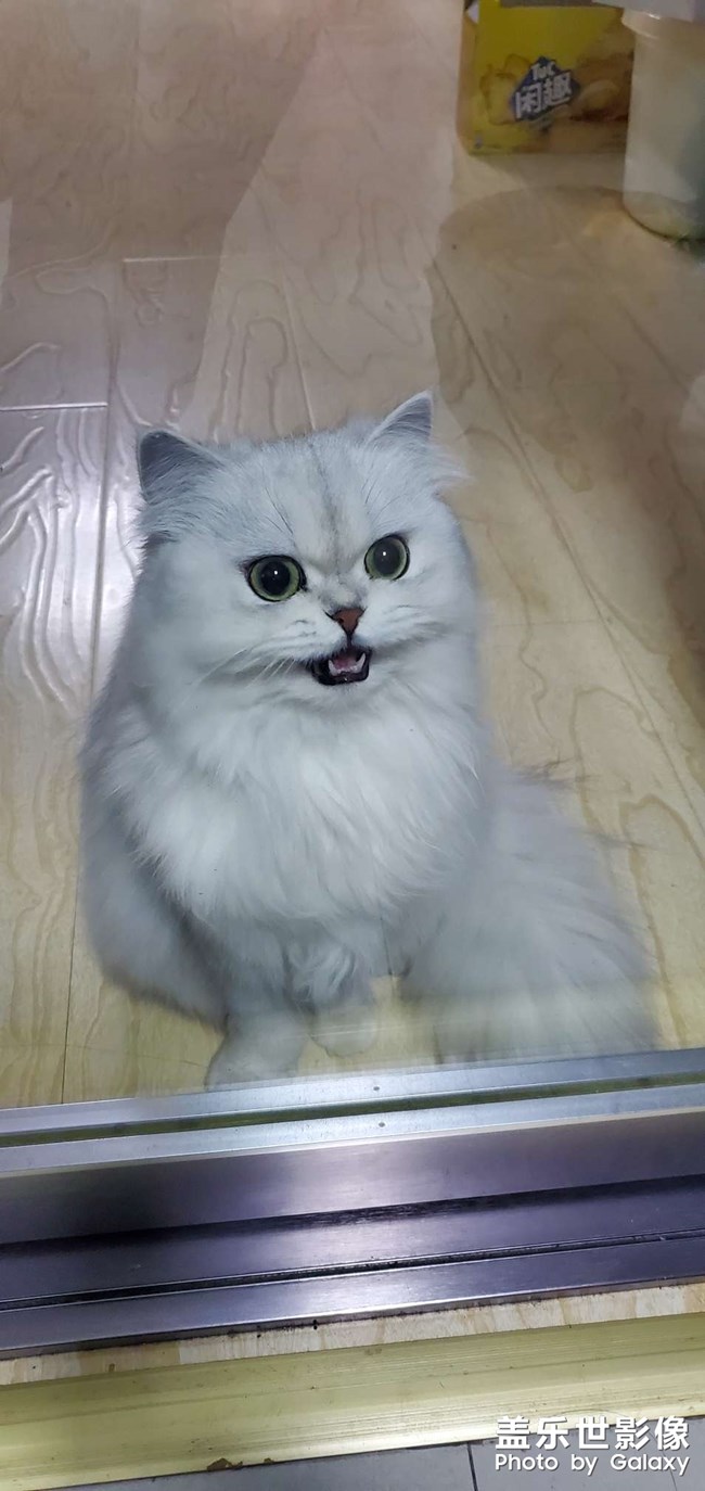 等吃的喵主子