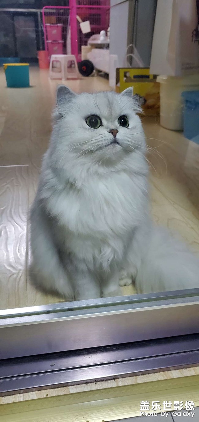 等吃的喵主子