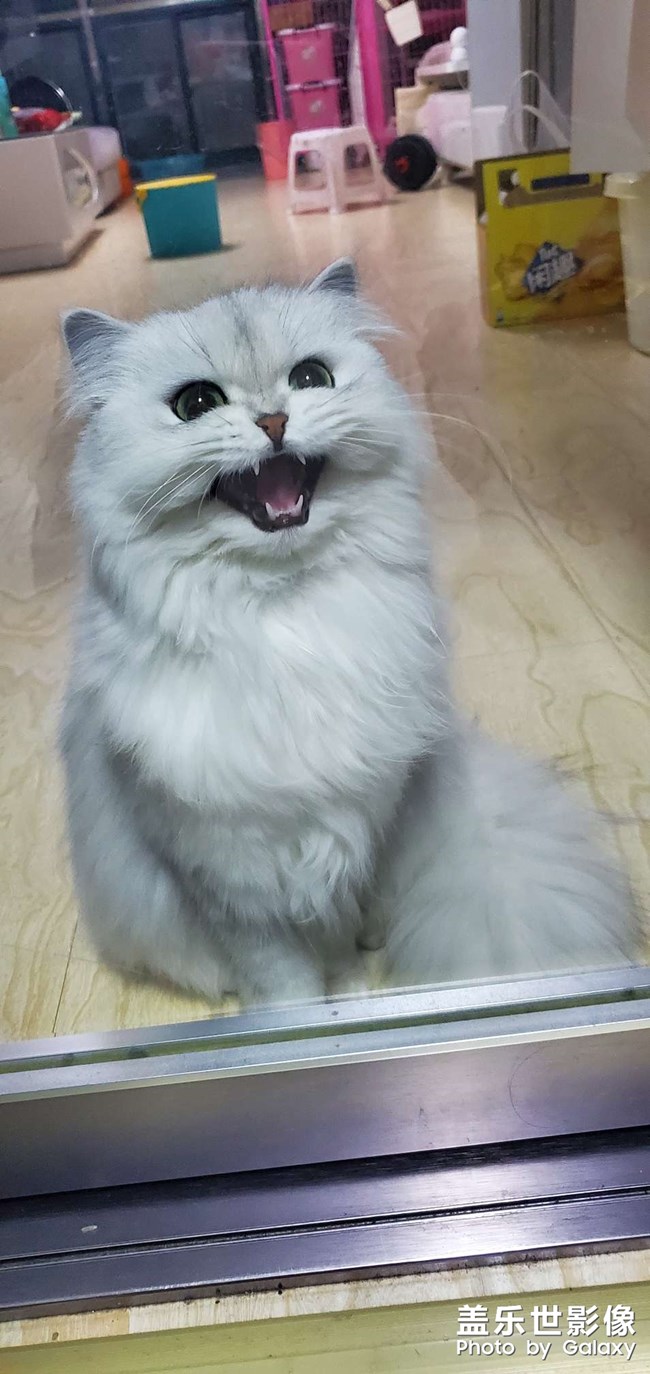 等吃的喵主子