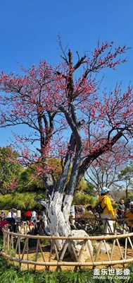 梅花山观梅