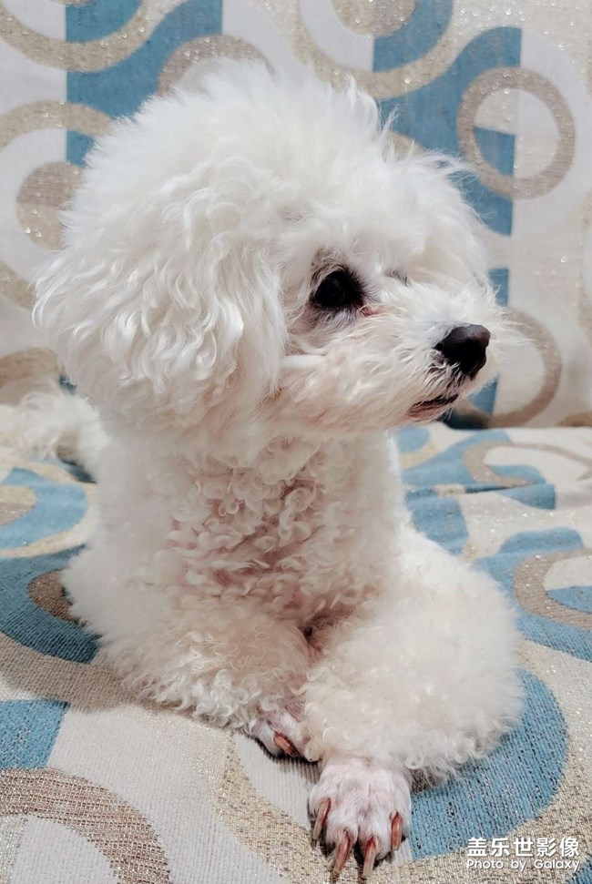 S21u 狗子一组