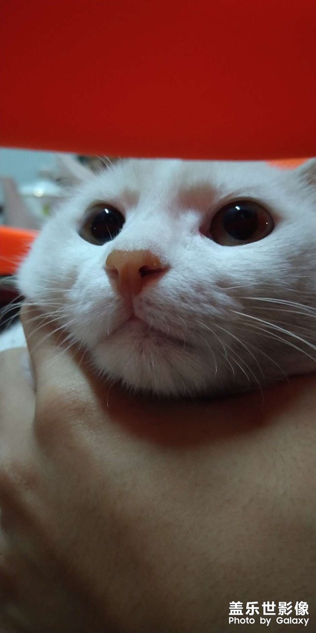 我家猫好看吗