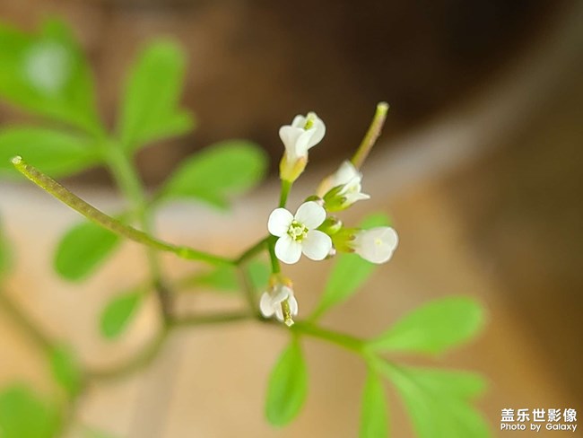 《每周星鲜事》 第61期