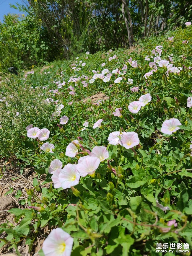 路边的野花原来是药材
