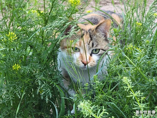 躲猫猫
