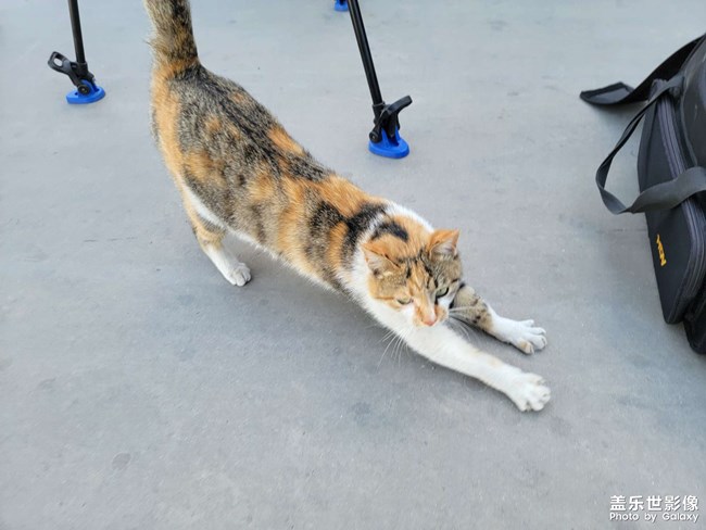 躲猫猫