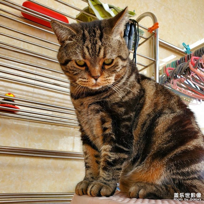 我家的猫