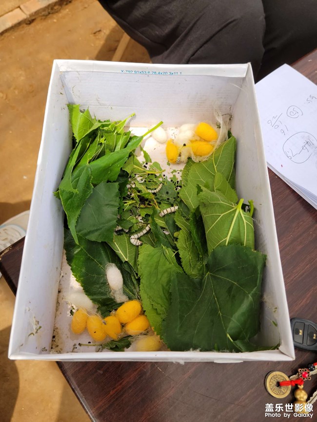 夏日趣谈