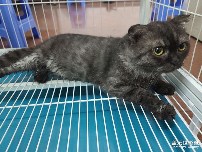 英短烟灰色猫
