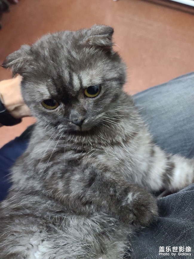 英短烟灰色猫
