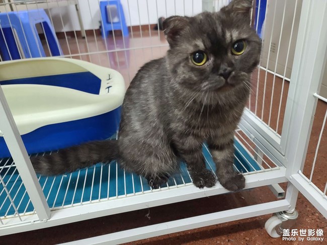 英短烟灰色猫