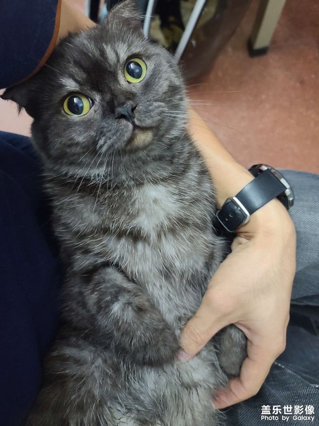 英短烟灰色猫