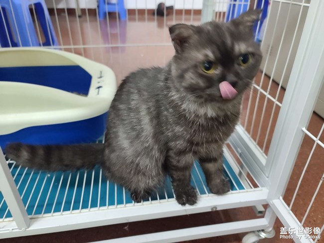 英短烟灰色猫