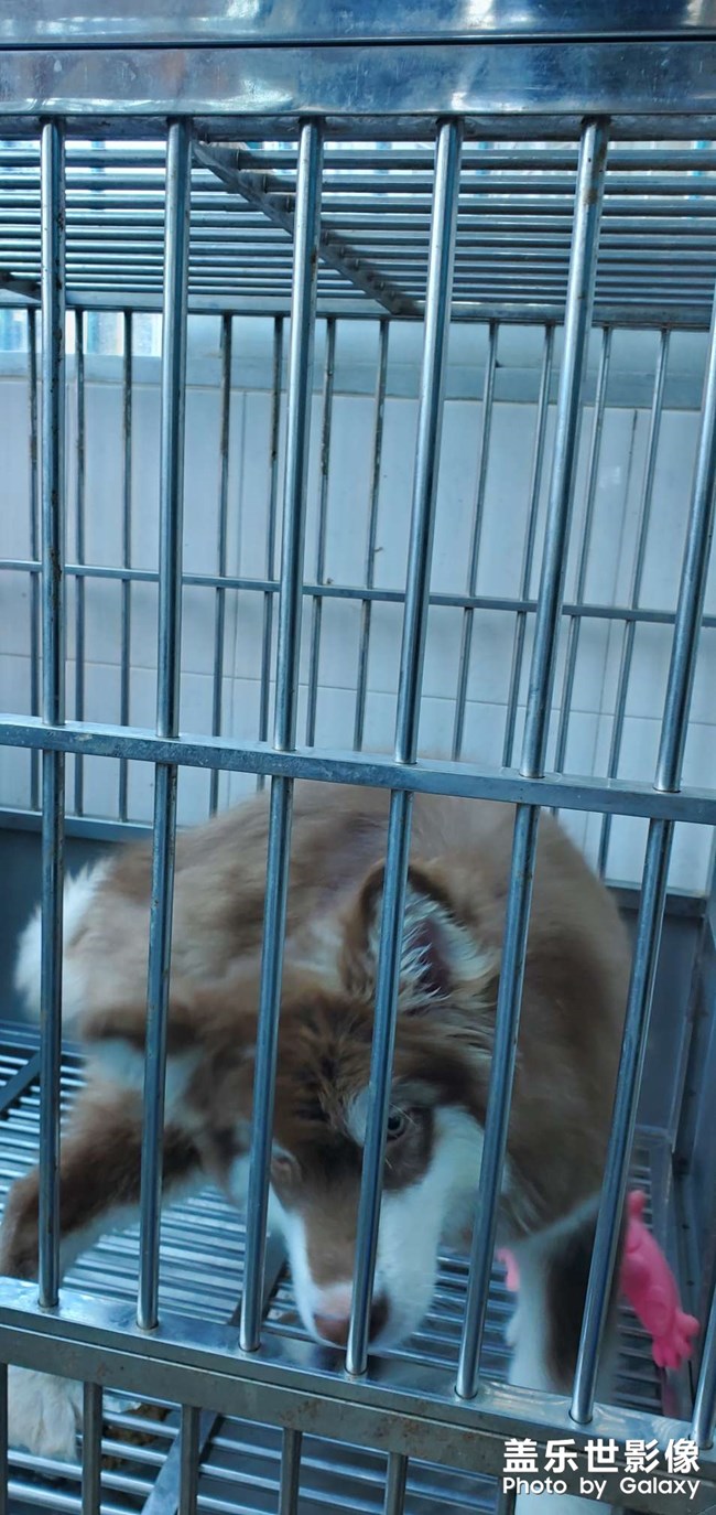 狂撸狗子
