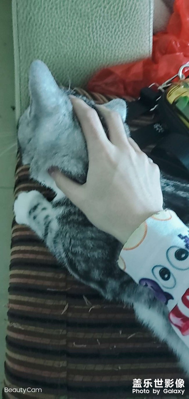 狂撸狗子