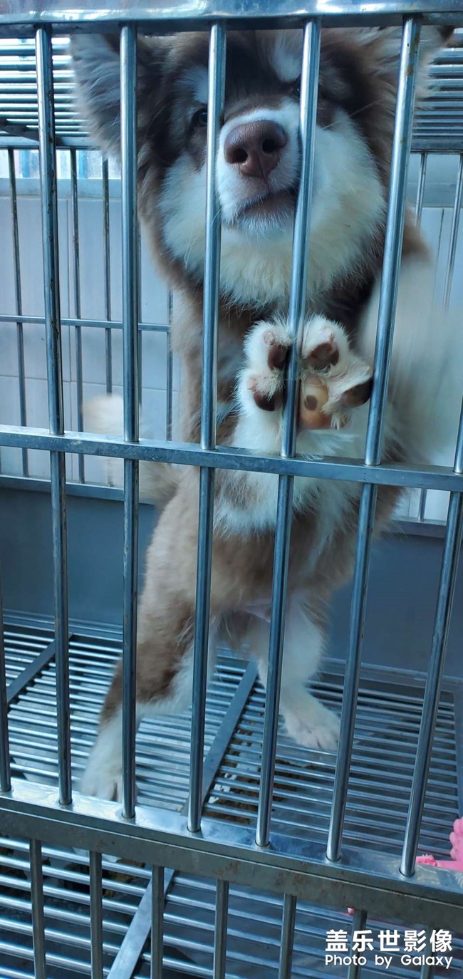 狂撸狗子