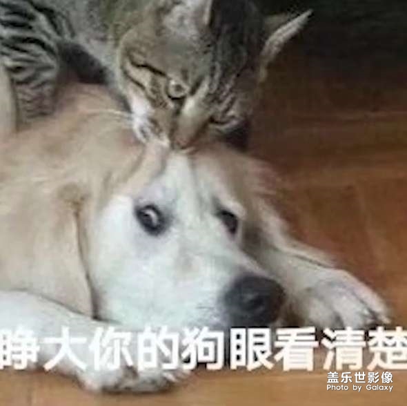 另一只