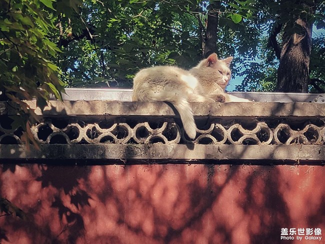 流浪猫的夏天