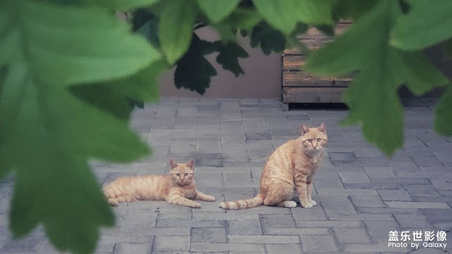 流浪猫的夏天