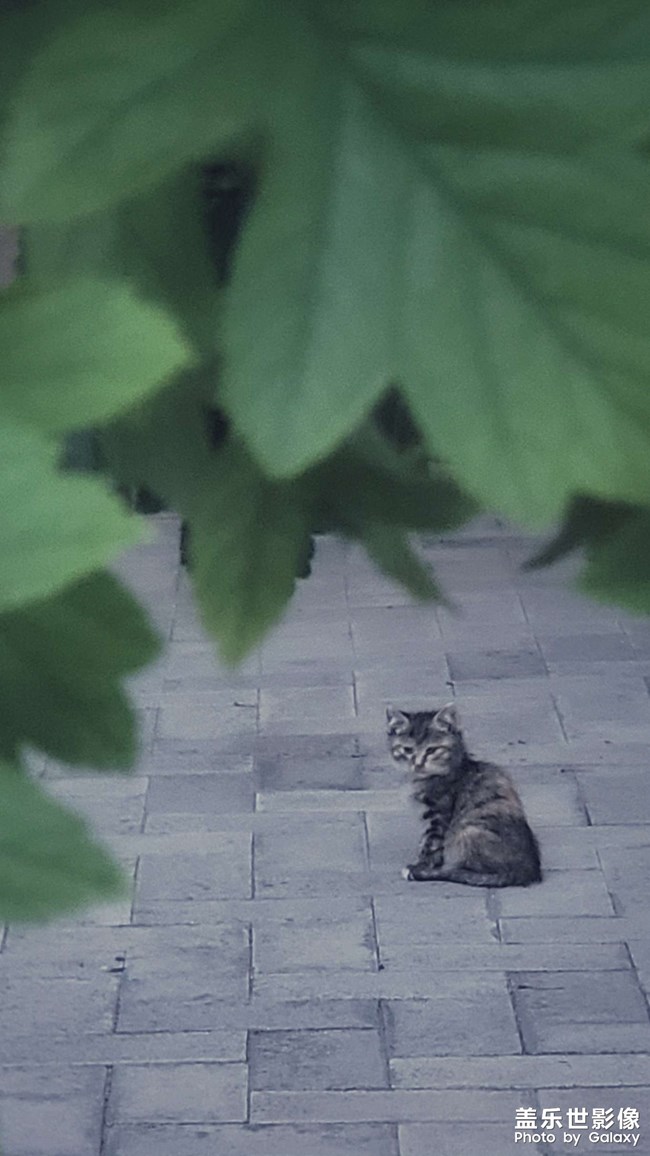 流浪猫的夏天
