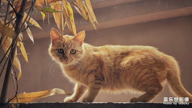 流浪猫的夏天