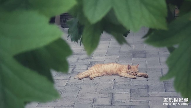 流浪猫的夏天