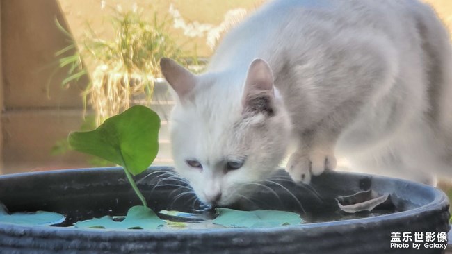 流浪猫的夏天